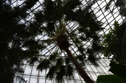 palmiarnia rosliny 4